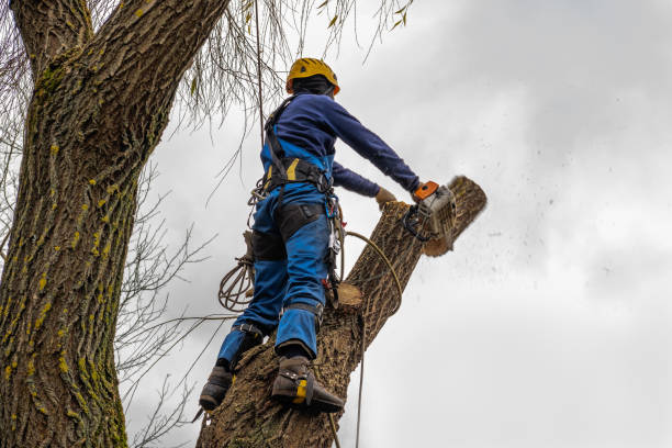 Best Tree Branch Trimming  in Ponderay, ID